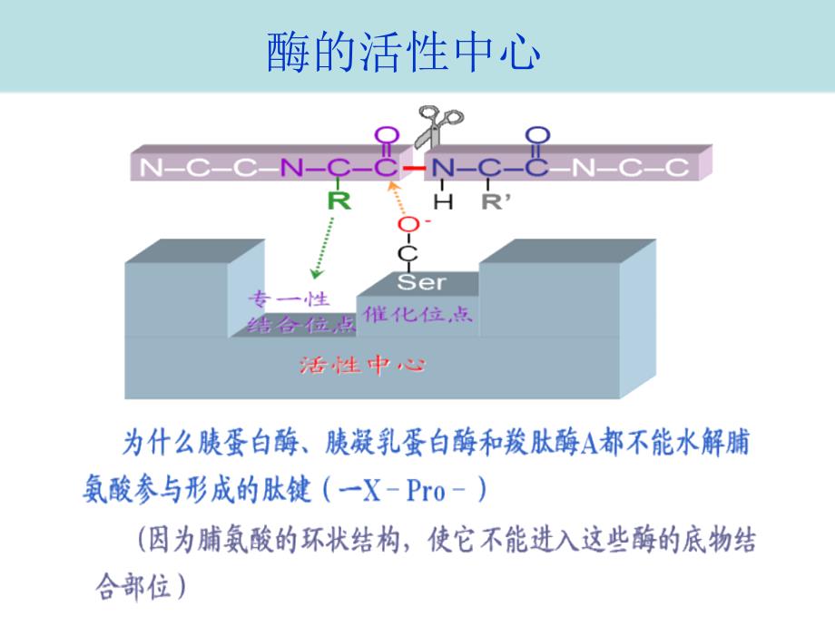 酶化学BPPT课件_第3页