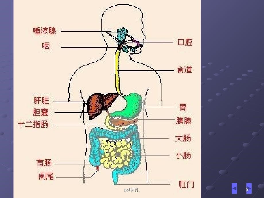 三大物质代谢ppt课件_第5页