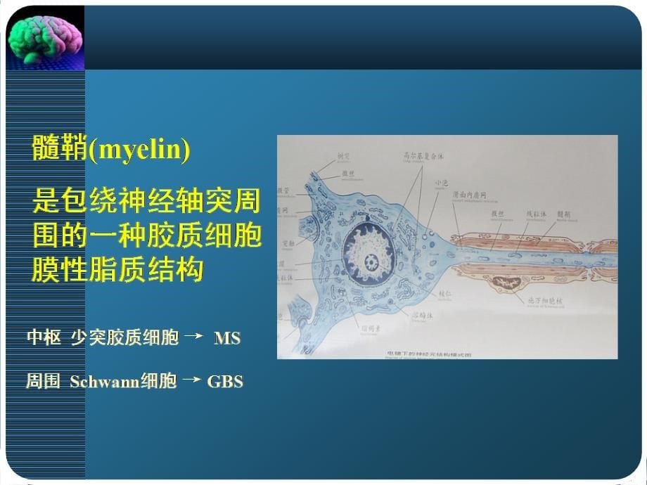 精神病学：多发性硬化_第5页