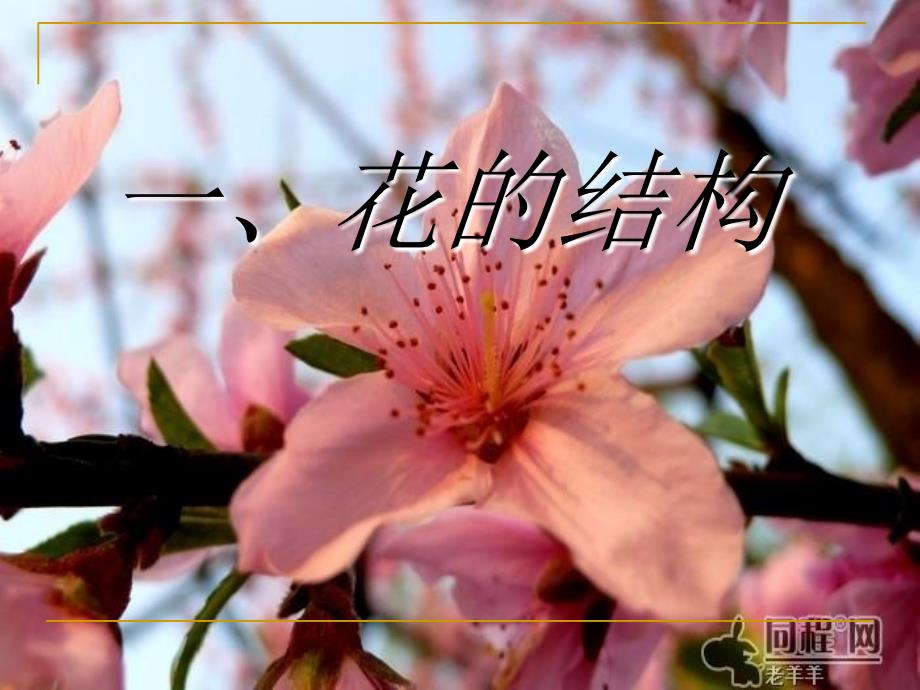 323开花和结果1_第2页