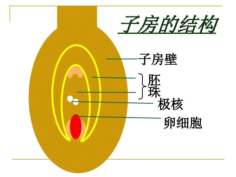 323开花和结果1_第5页