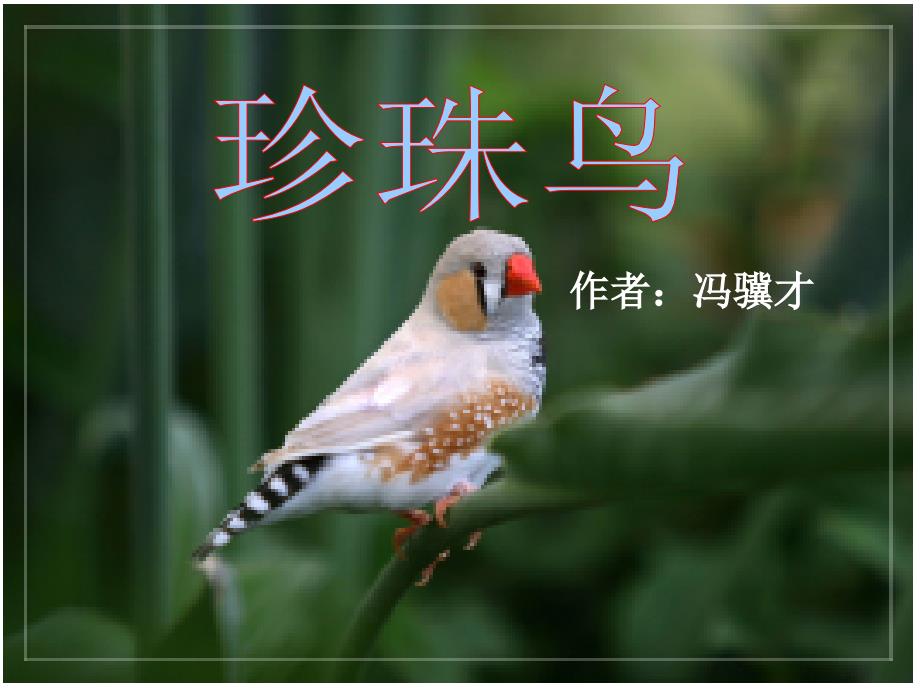 五年级下册语文课件第二单元7珍珠鸟语文S版共25张PPT_第1页
