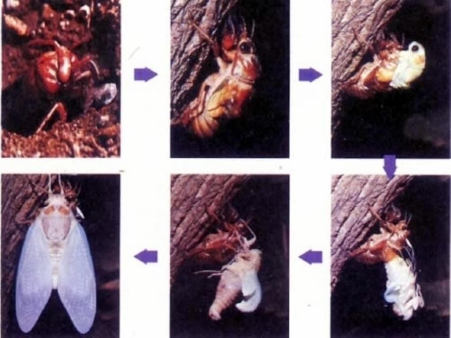 甘肃省瓜州县第二中学八年级生物下册 21.3 昆虫的生殖发育课件 （新版）苏教版_第5页