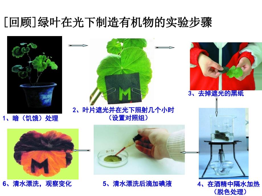 光合作用吸收二氧化碳释放氧气_第3页