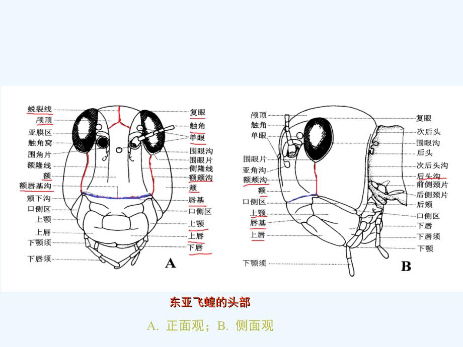 第一章第一节昆虫的外部形态头部_第4页