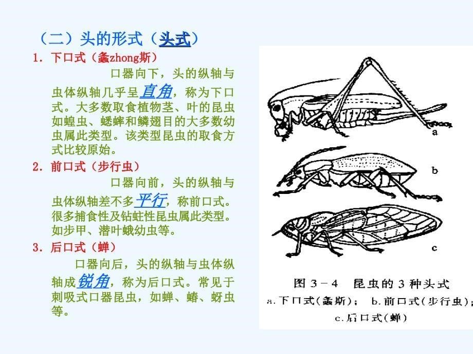 第一章第一节昆虫的外部形态头部_第5页