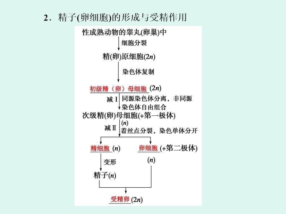 细胞分裂和受精作用_第5页