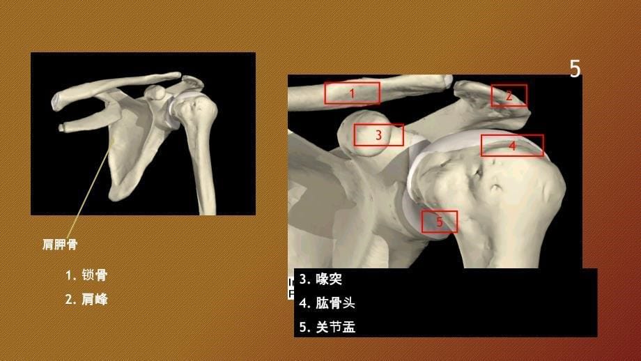 肩袖损伤诊断与鉴别诊断_第5页