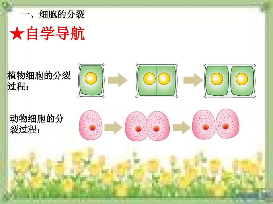 细胞的分裂与分化_第3页