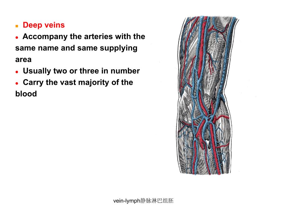 vein-lymph静脉淋巴组胚课件_第3页