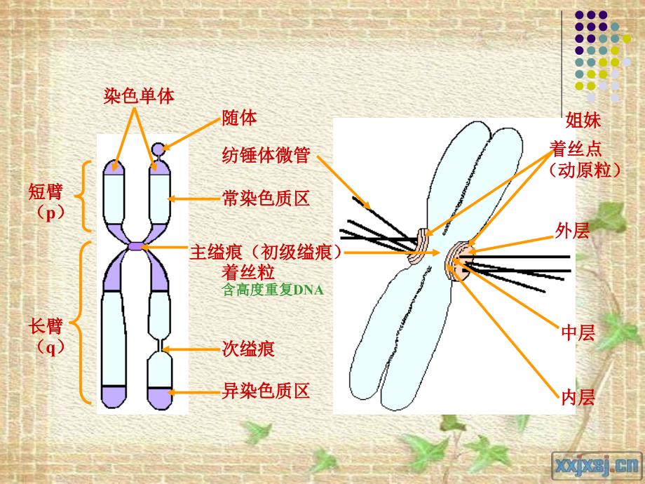 《染色体结构畸变》PPT课件_第4页