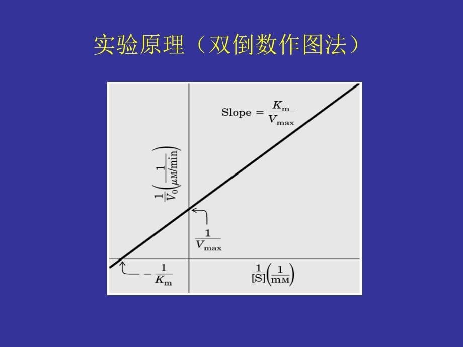 生物化学实验课件：实验八 底物浓度对酶活性的影响_第5页