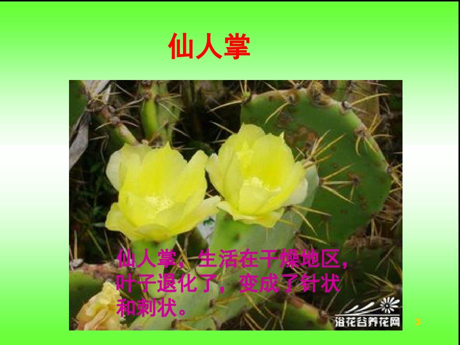 粤教版六年级科学植物与环境课堂PPT_第3页