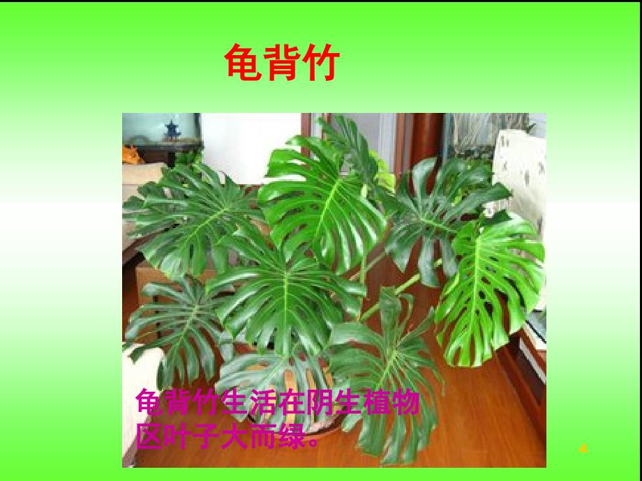 粤教版六年级科学植物与环境课堂PPT_第4页