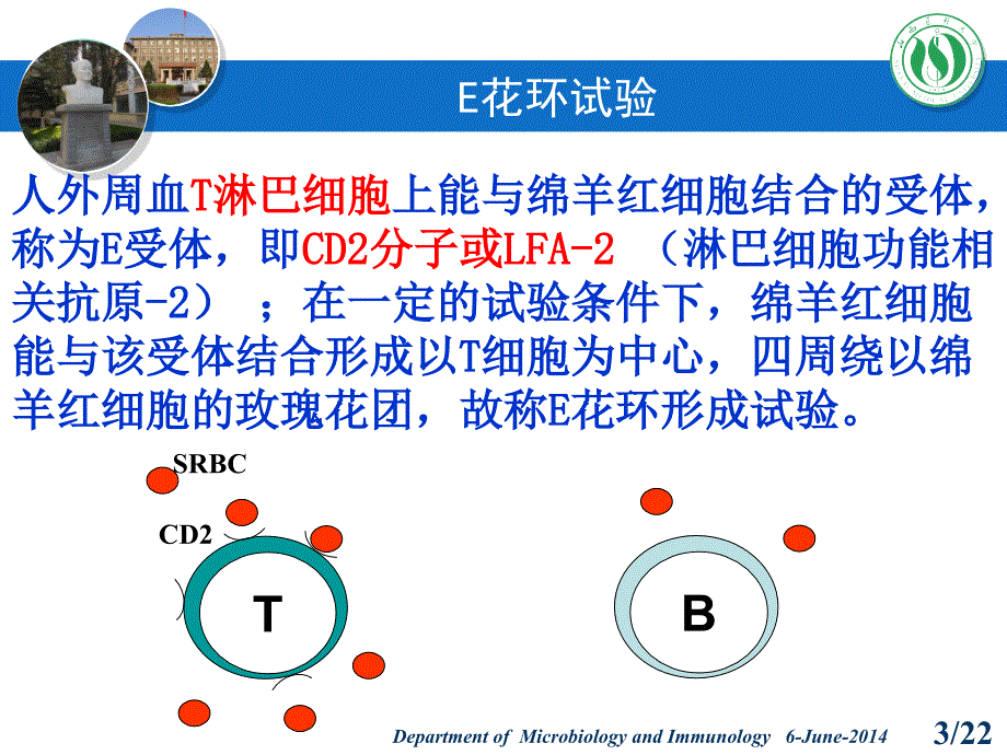 细胞免疫学实验.ppt_第3页