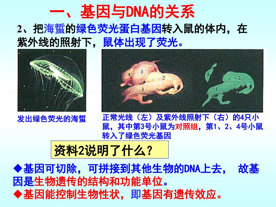 234基因是有遗传效应的DNA片段_第4页