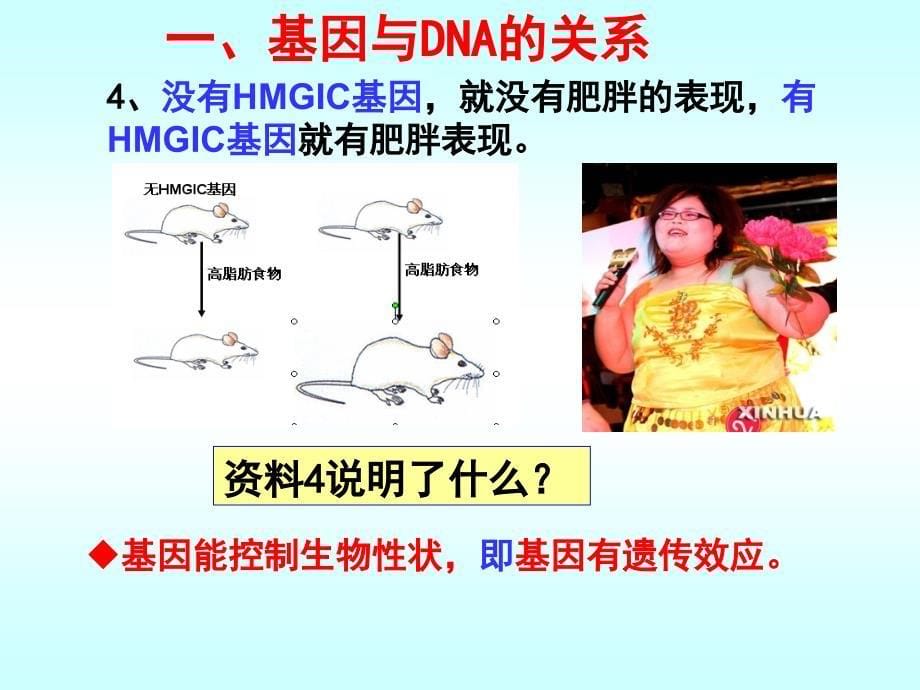 234基因是有遗传效应的DNA片段_第5页