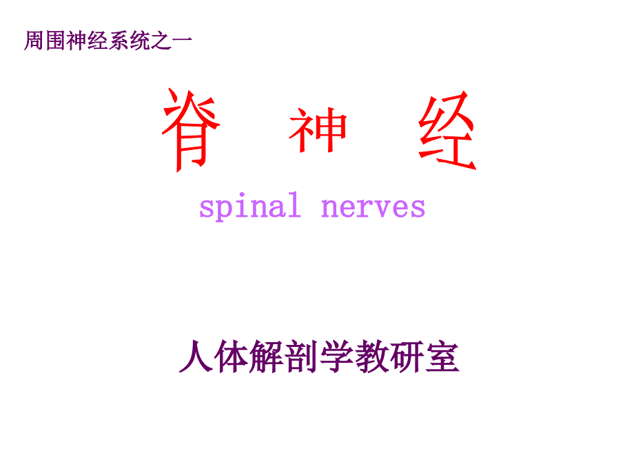 系统解剖学：脊神经（3学时1)_第1页