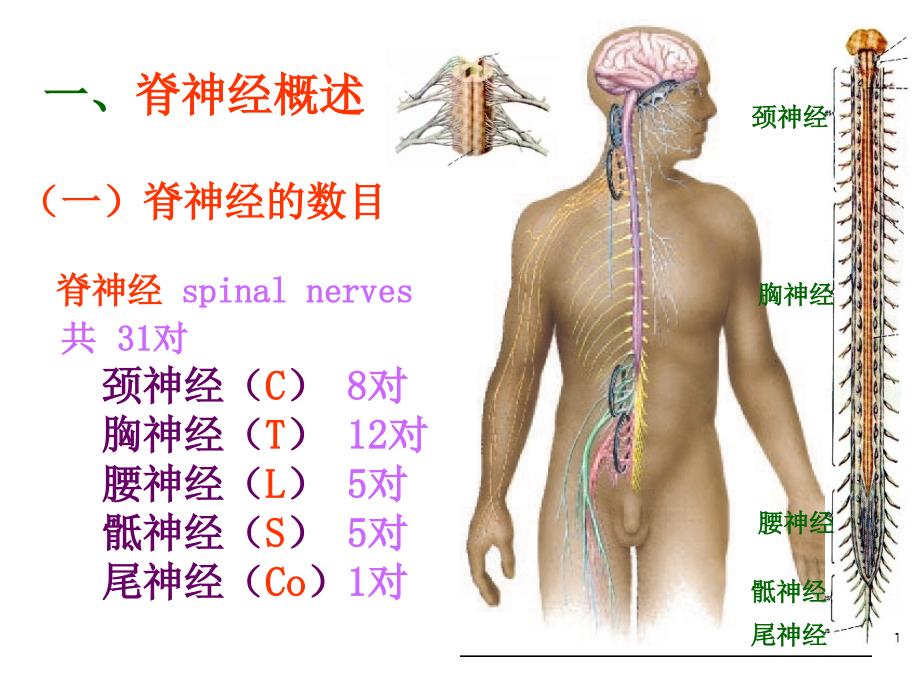 系统解剖学：脊神经（3学时1)_第3页