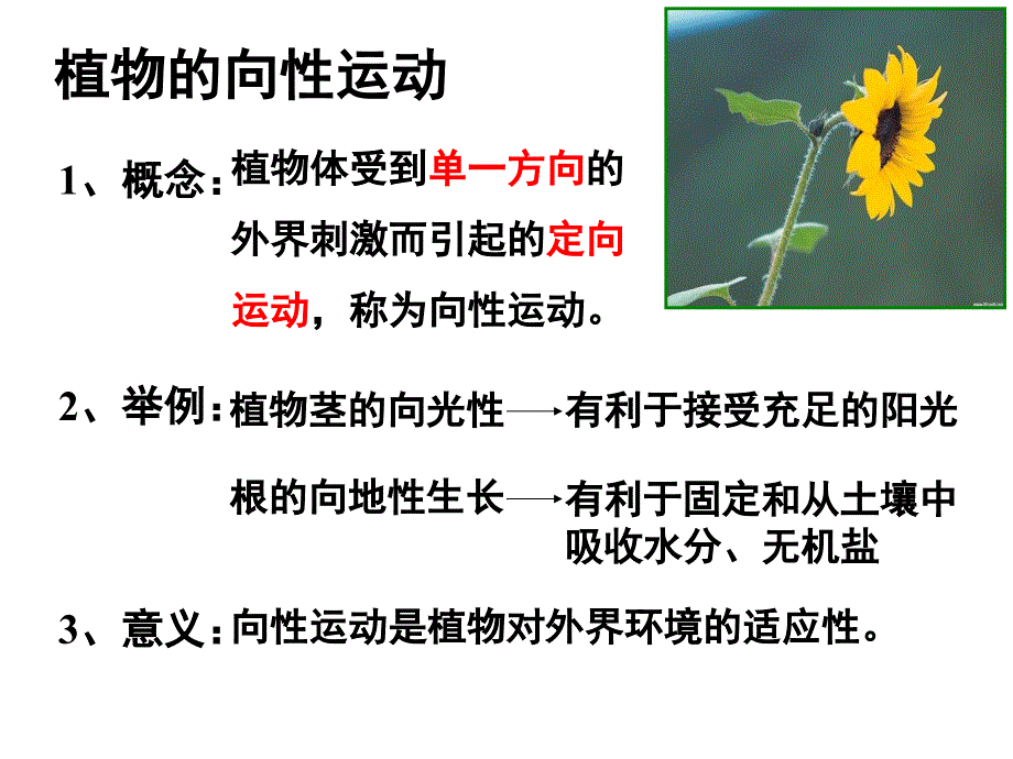 植物的激素调节ppt_第2页