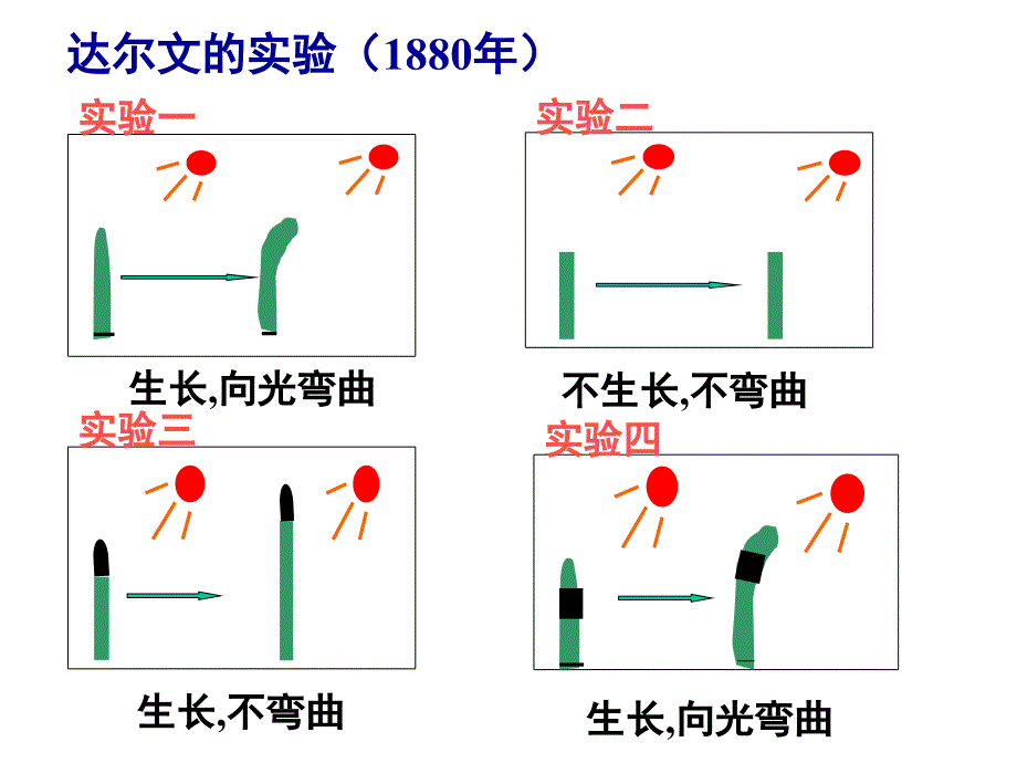 植物的激素调节ppt_第4页