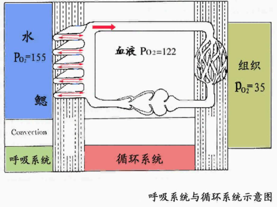 08鱼类的循环系统_第3页