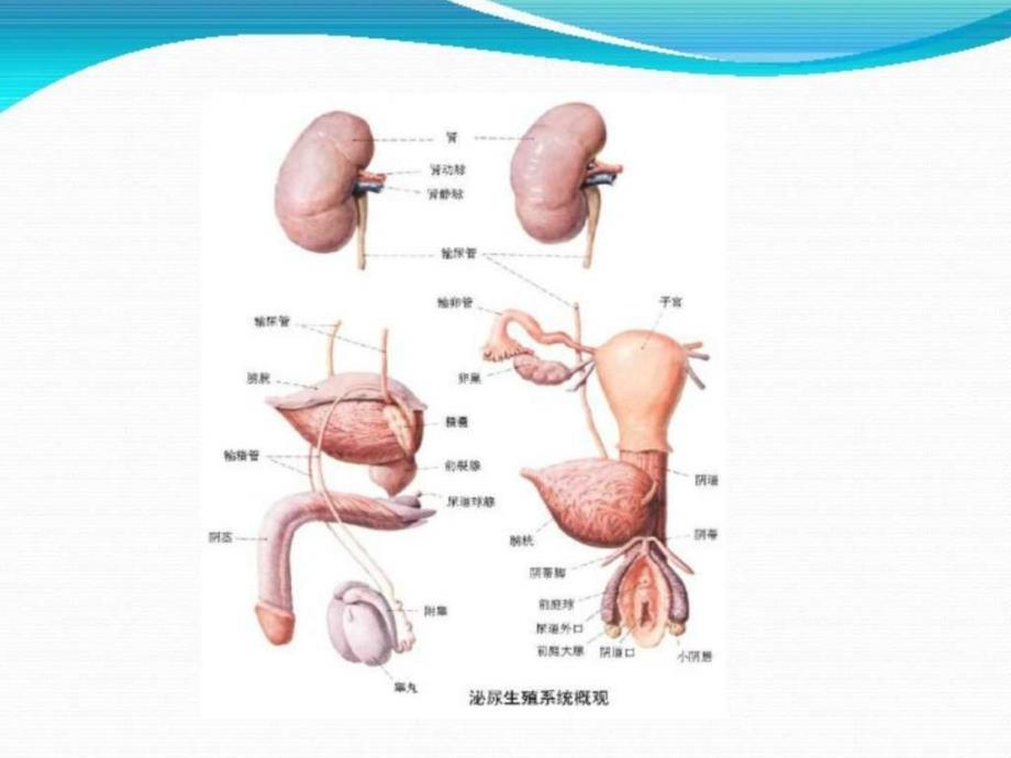 泌尿外科各种术后护理_第3页