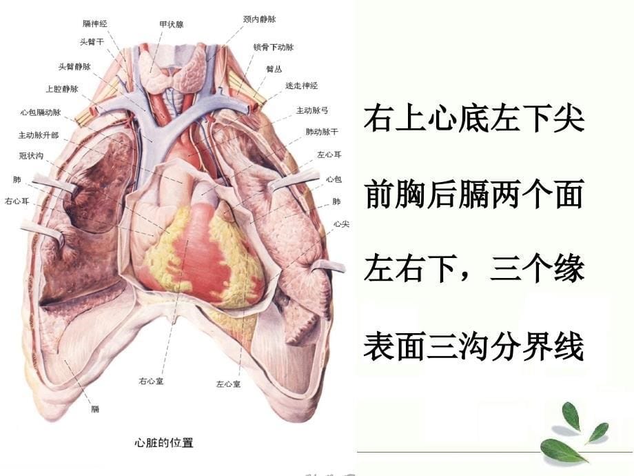 医学职业课件：视触叩_第5页