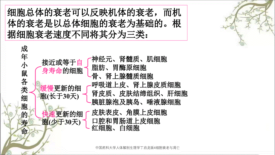 中国药科大学人体解剖生理学丁启龙版4细胞衰老与凋亡_第2页