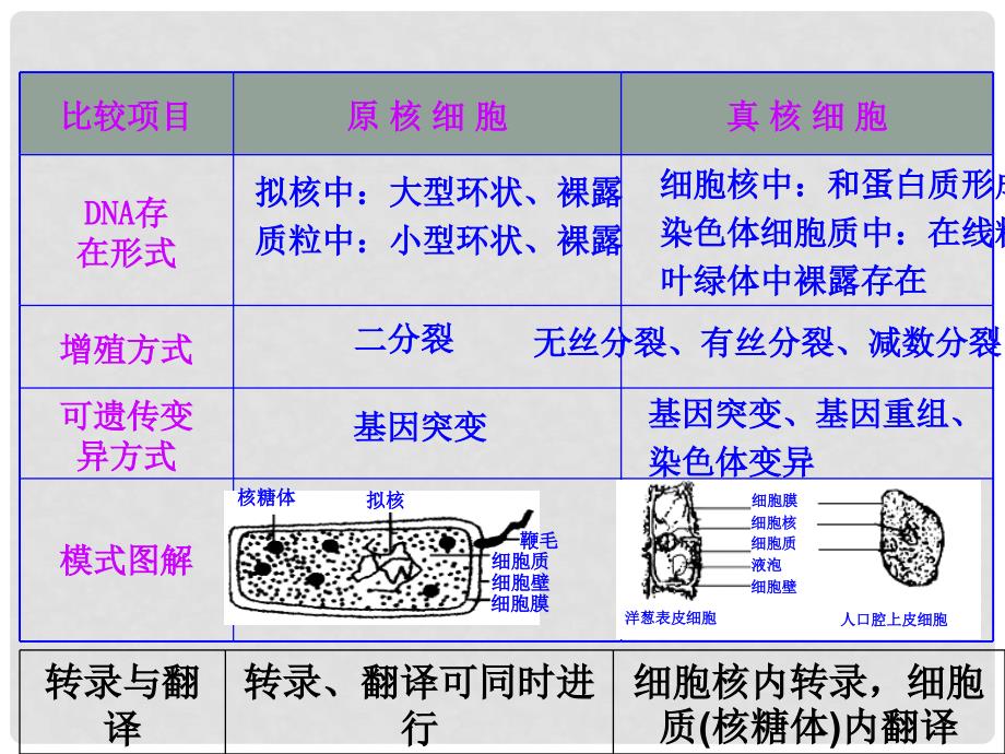 高考生物一轮复习 走近细胞课件_第4页