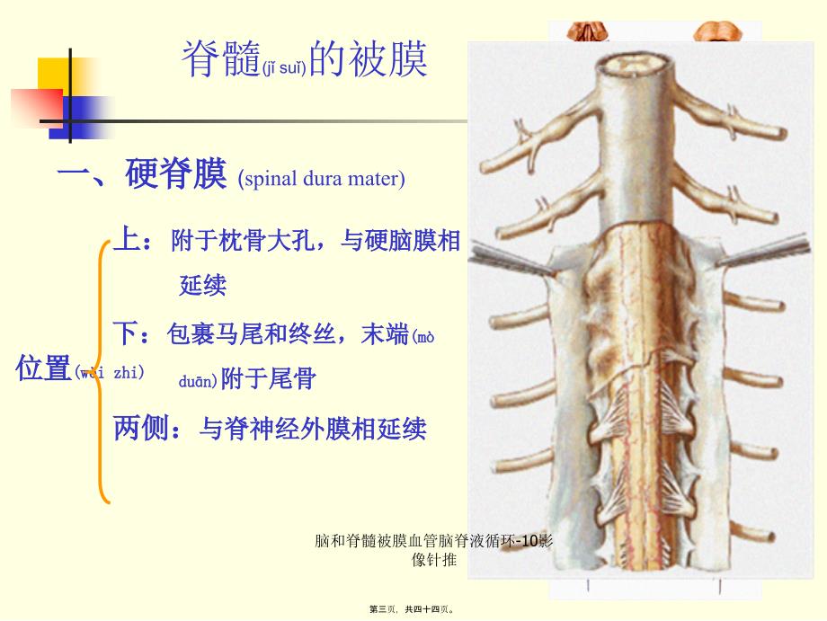 脑和脊髓被膜血管脑脊液循环10影像针推课件_第3页