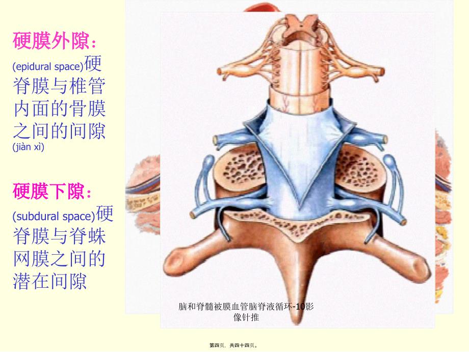 脑和脊髓被膜血管脑脊液循环10影像针推课件_第4页