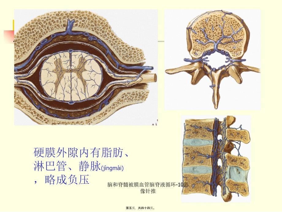 脑和脊髓被膜血管脑脊液循环10影像针推课件_第5页