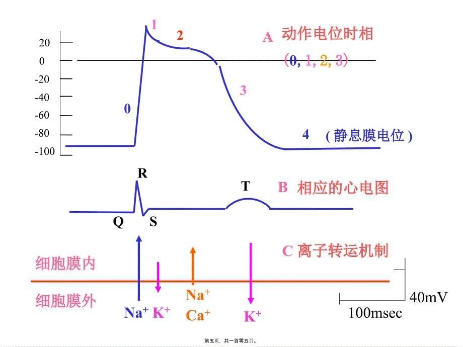 抗心律失常药-文档课件_第5页