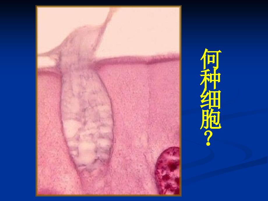 组培实验考试用图.ppt_第3页