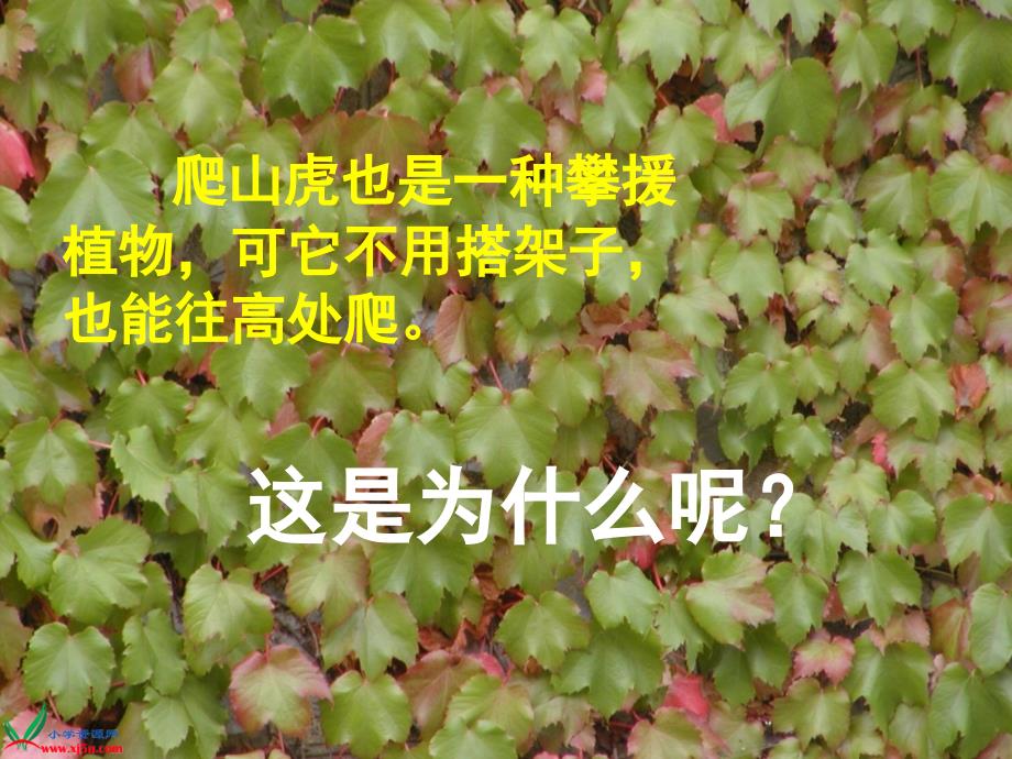 爬山虎的脚 (2)_第2页