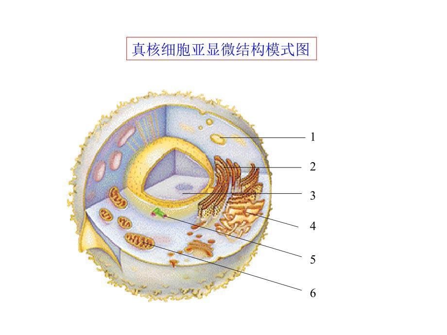 原核细胞与真核细胞_第5页