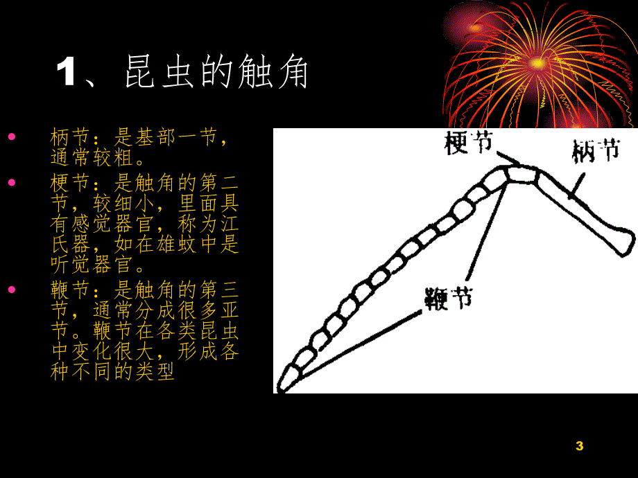 昆虫的形态、解剖与分类PPT精品文档_第3页