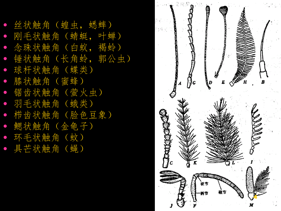 昆虫的形态、解剖与分类PPT精品文档_第4页