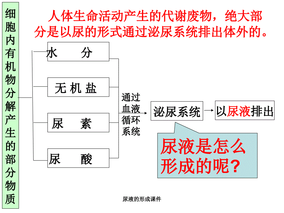 尿液的形成课件_第2页