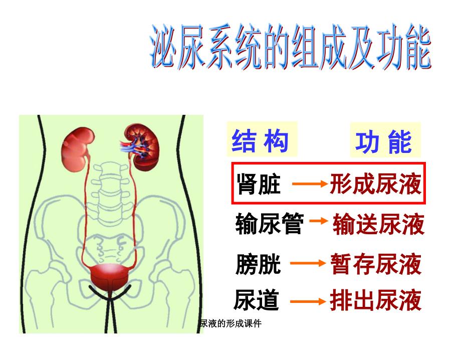 尿液的形成课件_第3页