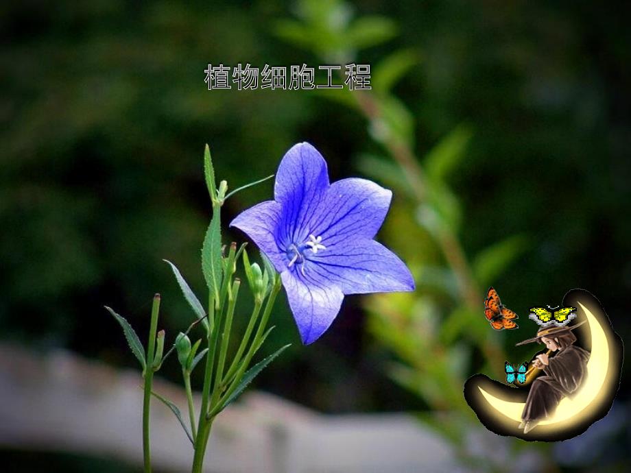 选修三.植物组织培养技术课件_第1页