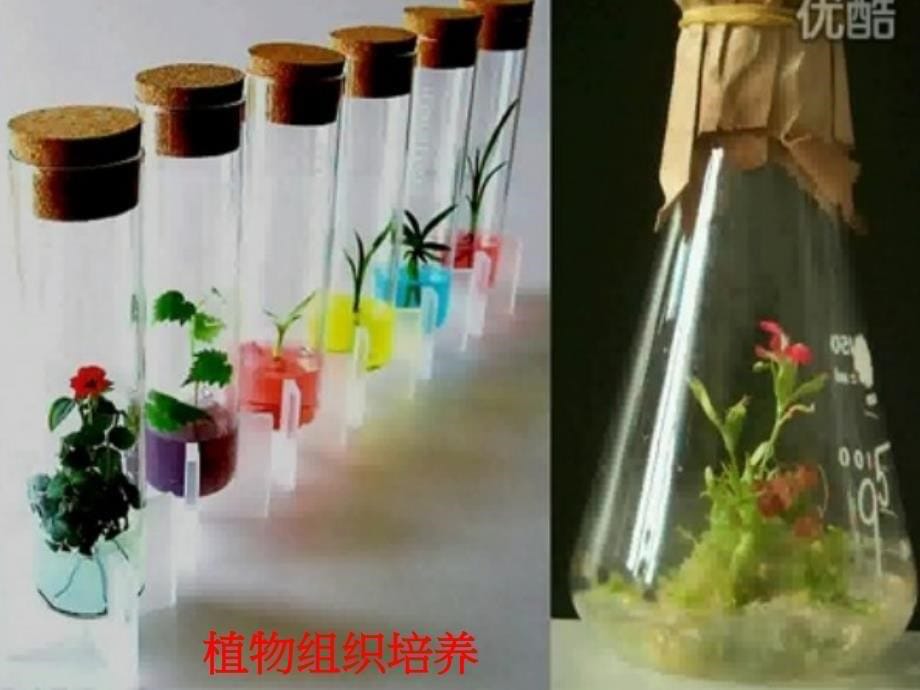 选修三.植物组织培养技术课件_第5页