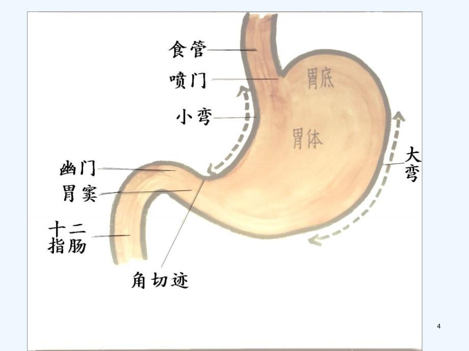 贲门癌的围手术期护理ppt课件_第4页