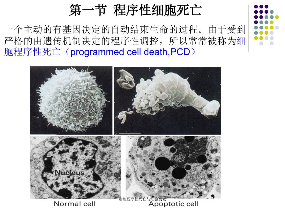 细胞程序性死亡与细胞衰老课件_第2页