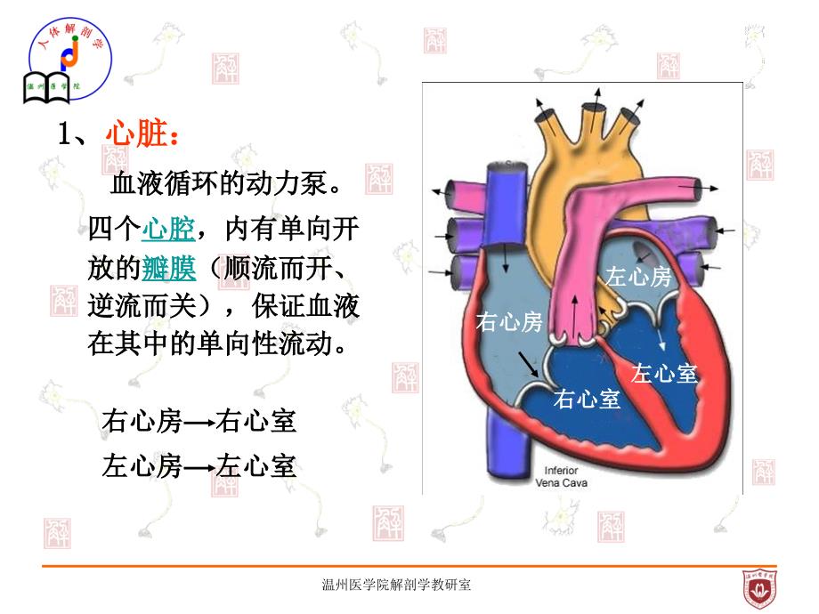 《系统解剖学》教学课件：脉管总论、心脏_第4页