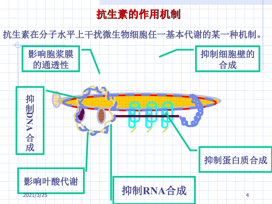 抗生素的作用机制PPT课件_第4页