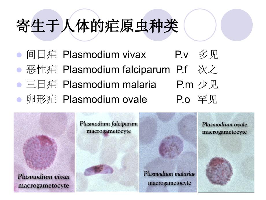 疟疾防治基本知识.ppt_第4页