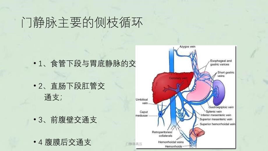 门静脉高压课件_第5页