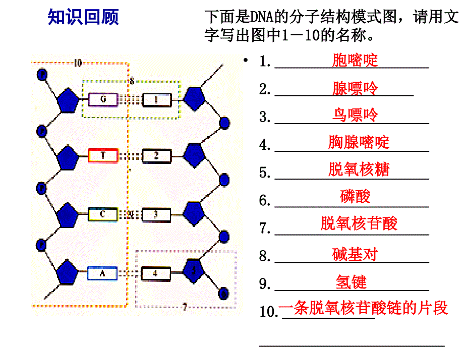 DNA分子的复制_第1页